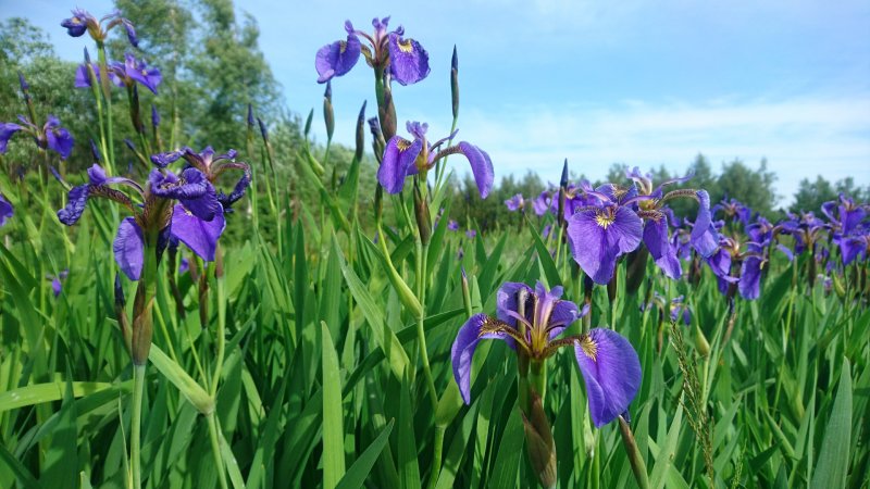 Iris setosa